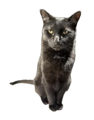 Timmy the Cat - the official feline mascot of Nathan Johnson for Texas Attorney General